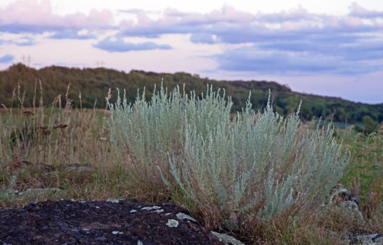 Sagebrush growing between Gneiss outcrops - Gneiss Outcrops SNA