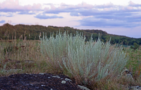 Sagebrush growing between Gneiss outcrops - Gneiss Outcrops SNA