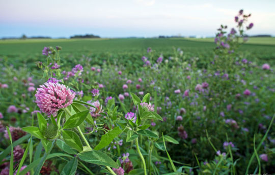 Minnesota Wildflowers Winthrop MN | Sibley County MN