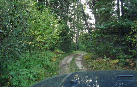 Entering the forest from Driving through a clearing between River Forest Road northeast of Hayes Lake State Park - Beltrami Island State Forest