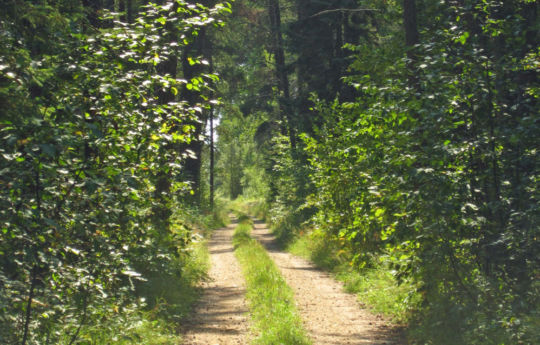 Neheim Forest Road south of Hayes Lake State Park - Beltrami Island State Forest