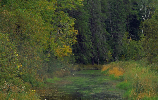 North Branch Rapid River from Rapid River Rd SW - Beltrami Island State Forest