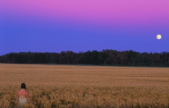 Full moon rising over a wheat field northwest of Hayes Lake State Park | Roseau County MN