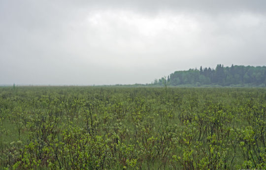 Peatland along Roosevelt-Norris Forest Road - Beltrami Island State Forest