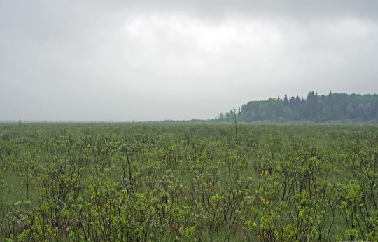 Peatland along Roosevelt-Norris Forest Road - Beltrami Island State Forest