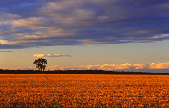 Lone tree northwest of Roseau, MN | Roseau County MN