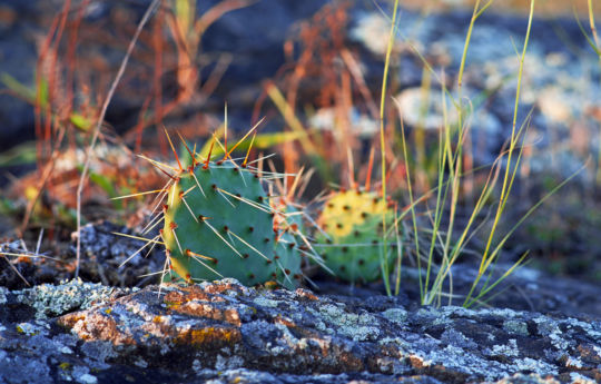 Plains Prickly Pear Cactus at west end of Gneiss Outcrops SNA