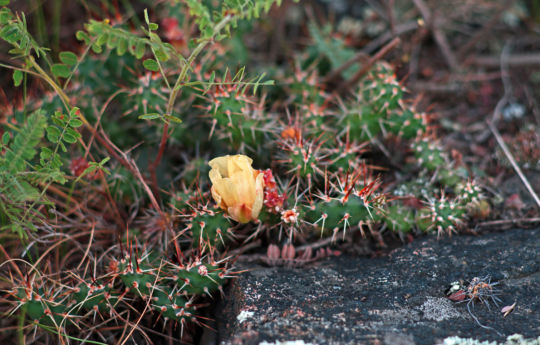 Flowing Prickly Pear Cactus - Gneiss Outcrops SNA