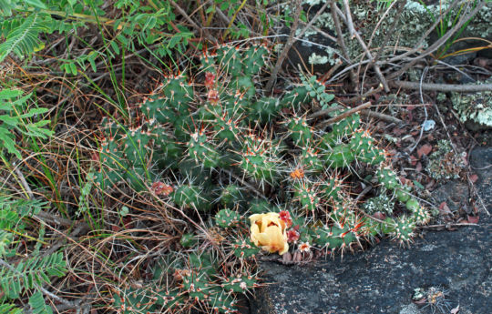 Flowing Prickly Pear Cactus - Gneiss Outcrops SNA