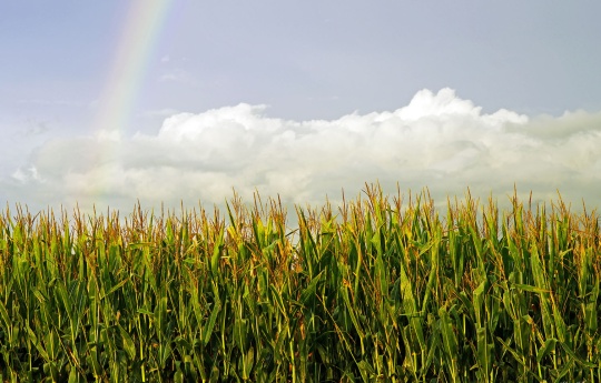 Rainbow over mature corn northwest of Fairfax, MN | Renville County MN