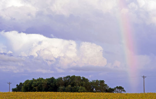 Soybean field and a rainbow southwest of Bird Island, MN | Renville County MN
