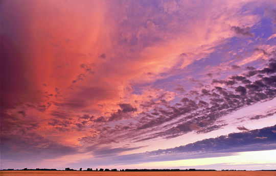 Wheat at sunset southeast of Alvarado, MN | Marshall County MN