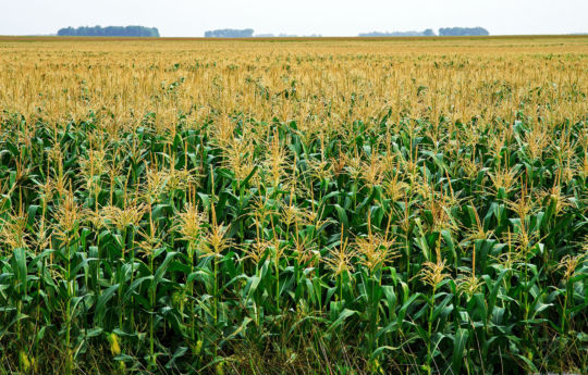 Cornfield | Renville County MN