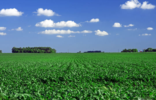 Corn field near Hector, MN | Renville County MN