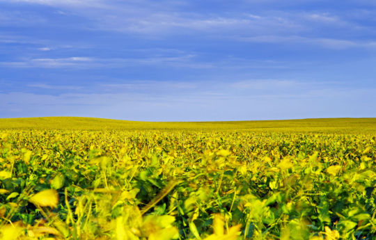 Soybean field and rolling hills north of Franklin, MN | Renville County MN