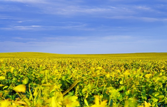Soybean field and rolling hills north of Franklin, MN | Renville County MN