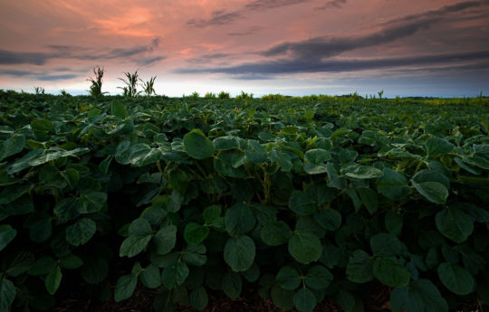 Spinach field northwest of Fairfax, MN | Renville County Minnesota