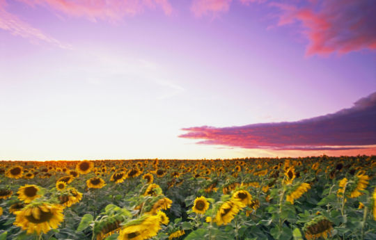 Sunflower field as a cold front rolls in at sunset southeast of Roseau, MN