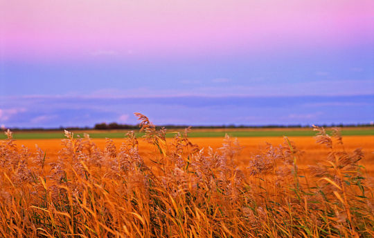Wheat field after sunset in Roseau, MN | Roseau County
