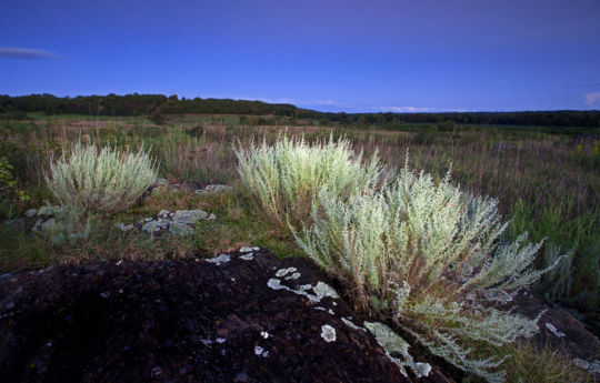 Sagebrush growing between Gneiss outcrops - Gneiss Outcrops SNA