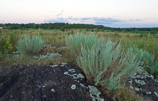 Sagebrush growing between Gneiss outcrops - Gneiss Outcrops SNA