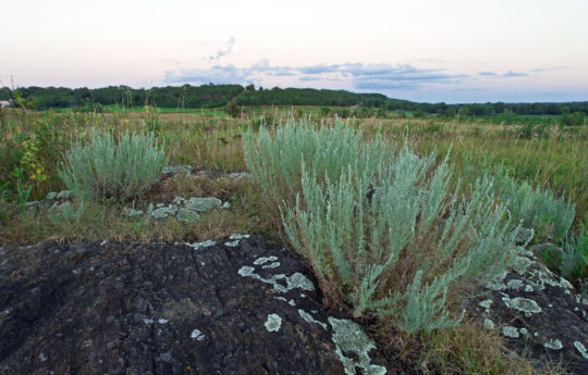 Sagebrush growing between Gneiss outcrops - Gneiss Outcrops SNA