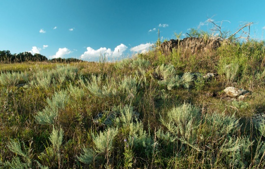 Sagebrush goring on the South side of a hill - Gneiss Outcrops SNA