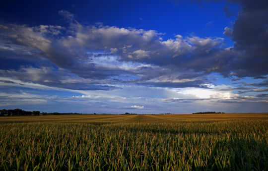 Corn field west of Henderson, MN off Highway 19 | Sibley County Minnesota