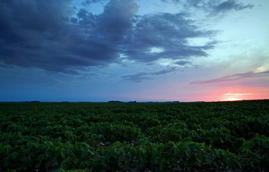 Spinach field at sunset northwest of Fairfax, MN | Renville County Minnesota