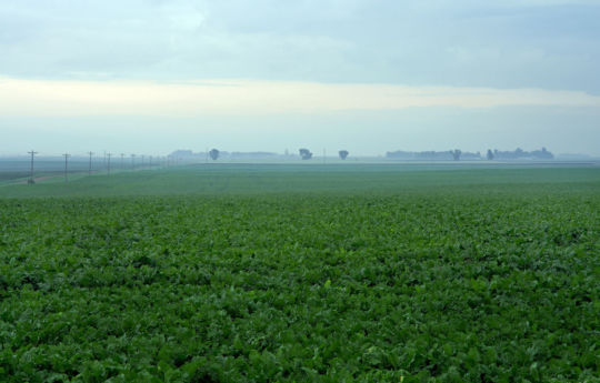 Spinach Field in the rain northwest of Gibbon, MN | Sibley County MN