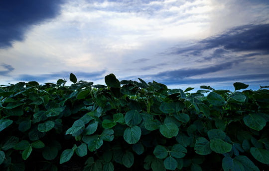 Spinach field northwest of Fairfax, MN | Renville County Minnesota