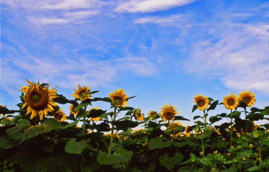 Sunflower field west of Newfolden, MN | Marshall County MN