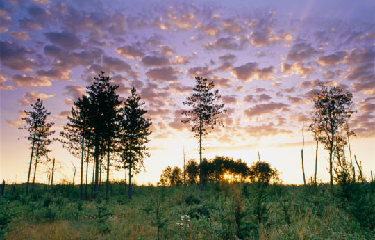 Sunrise from a clearing along River Forest Road northeast of Hayes Lake State Park