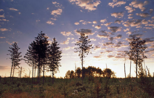 Sunrise from a clearing along River Forest Road northeast of Hayes Lake State Park