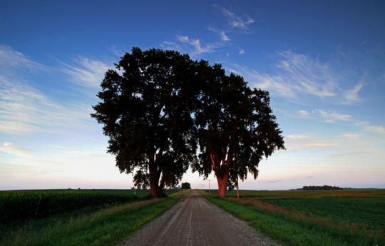 The tree on the right is in Nicollet County while the tree on the left is in Renville County