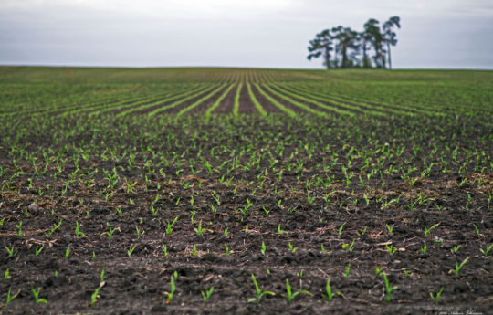 Ankle high corn south of Arlington, MN | Sibley County MN