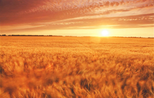 Wheat field at sunset southwest of Alvarado, MN | Marshall County MN