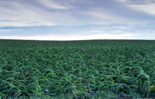 Winter Radish planted as a soil stabilizer northeast of Winthrop, MN | Sibley County MN