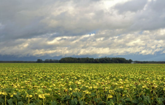 Sunflower field in late summer northwest of Roseau, MN | Roseau County