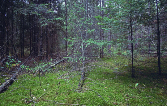 Young pine tree in the forest along Rapid River Rd SW -| Beltrami Island State Forest