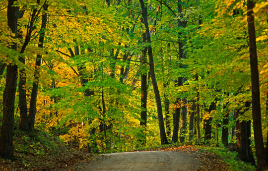 Lake Maria State Park fall colors 2009