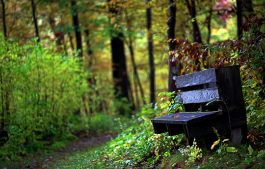 Bench on a trail and fall colors at Lake Maria State Park