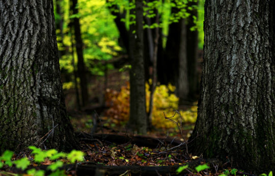 Lake Maria State Park Fall Colors